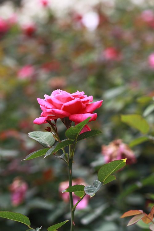 rose  pink  flowers