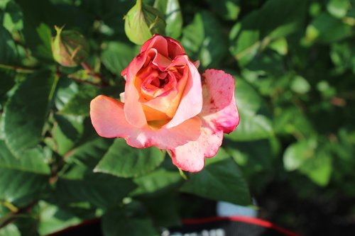 rose  pink  flower