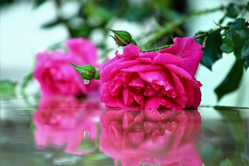 rose  after the rain