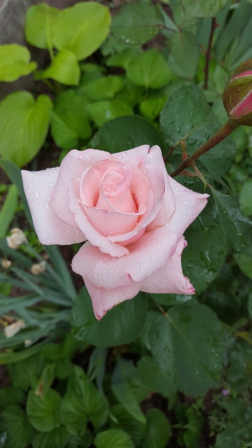 rose  rosas color