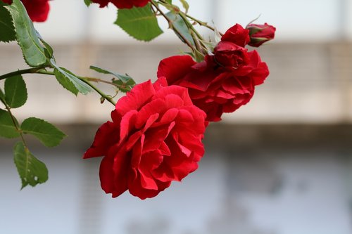 rose  flowers  beautiful