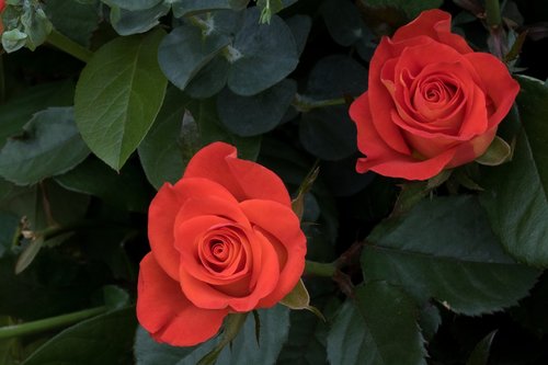 rose  flowers  beautiful