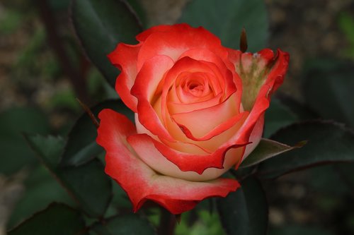 rose  flowers  beautiful