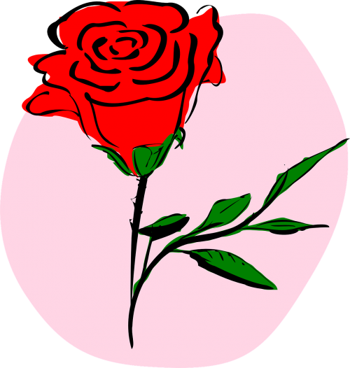 rose rosa red