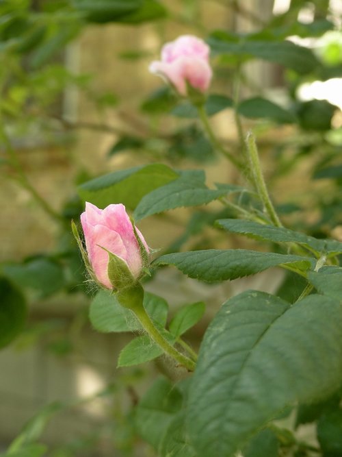 rose  bud  flowers