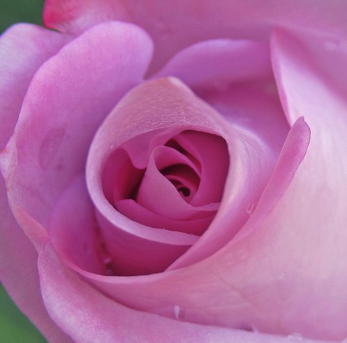rose  purple