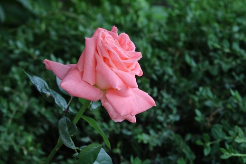 rose  rose festival  seoul