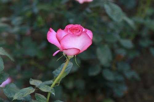 rose  flowers