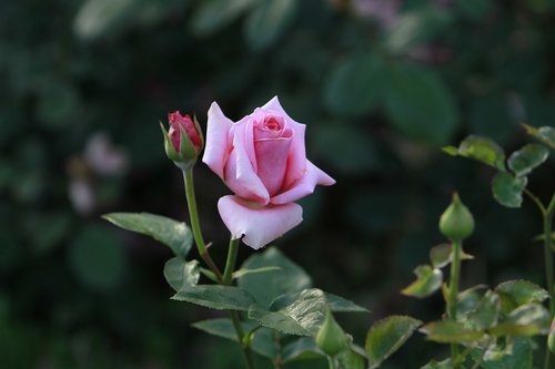 rose  flowers