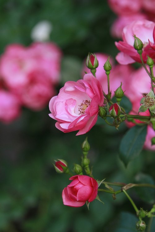 rose  flowers