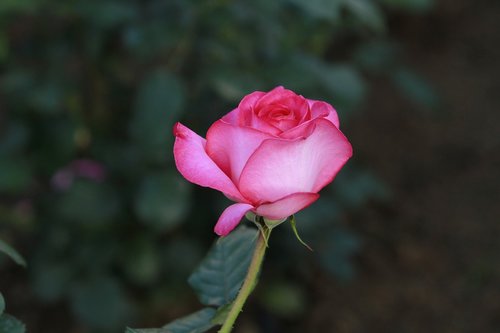 rose  flowers