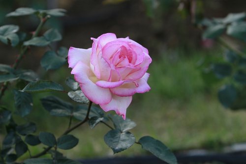 rose  flowers