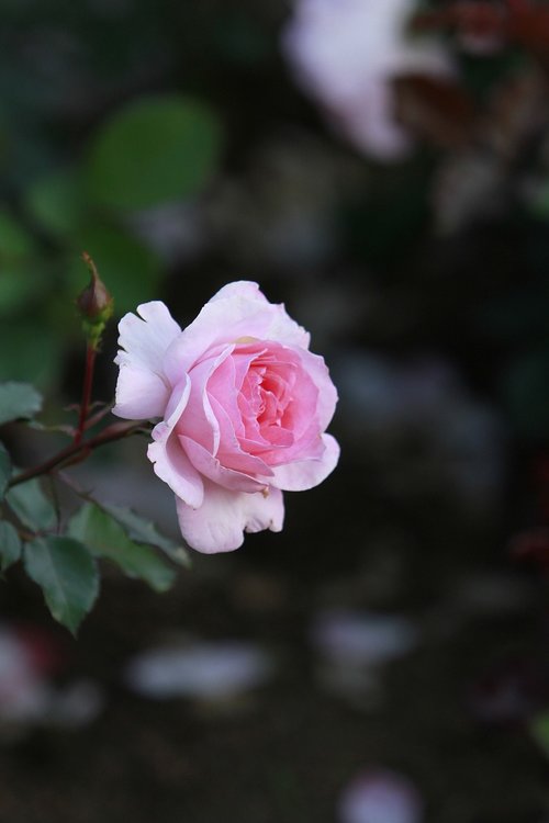 rose  flowers