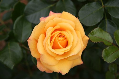 rose  beautiful  flower