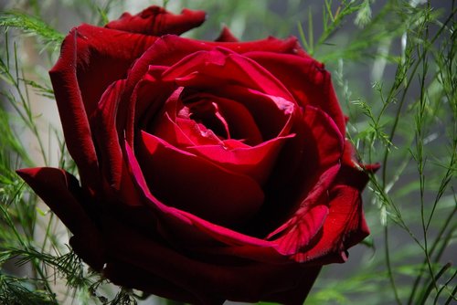 rose  beautiful  amazing