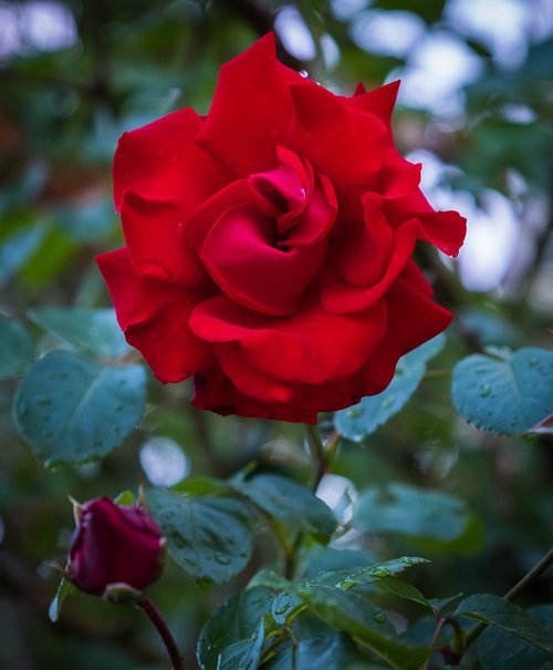 rose  red  bush