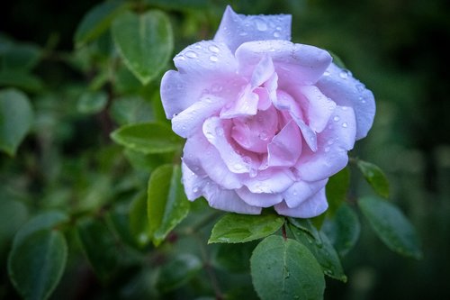 rose  white  bush
