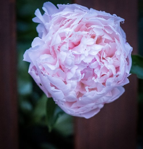 rose  white  bush