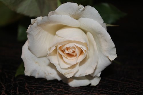 rose  white rose  white roses