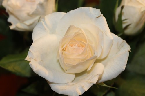 rose  white rose  open rose