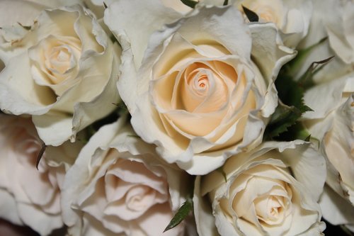 rose  bouquet of roses  white rose