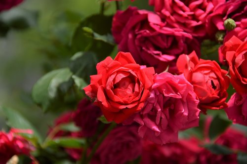 rose  flowers  nature