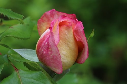 rose  rose festival  flowers