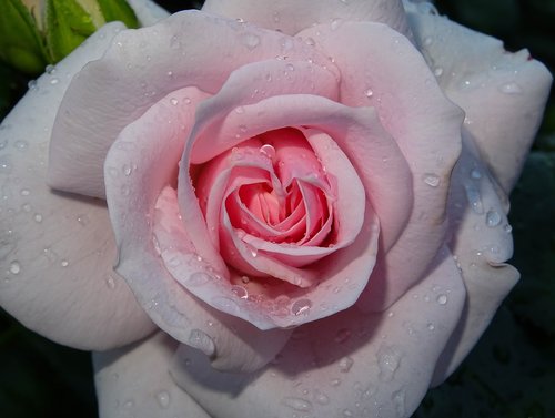 rose  pink  drip