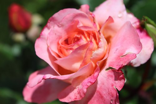 rose  pink rose  rose bloom