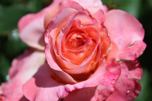 rose  pink roses  floribunda