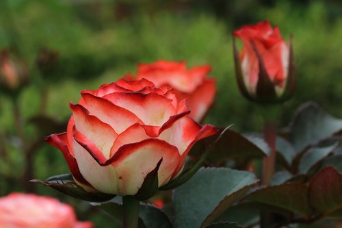 rose  rose festival  flowers