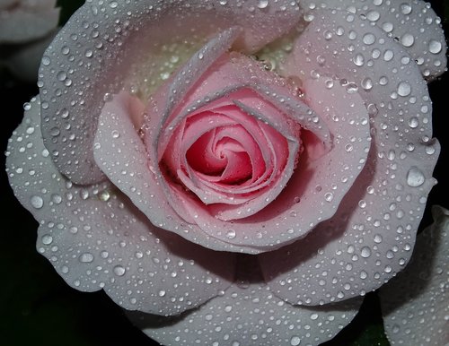 rose  pink  drip