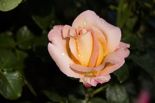 rose  flower  beautiful flower