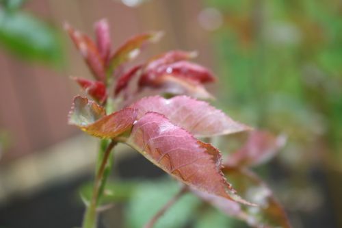 rose plant bud