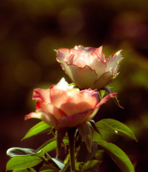 rose  petals  dreamy