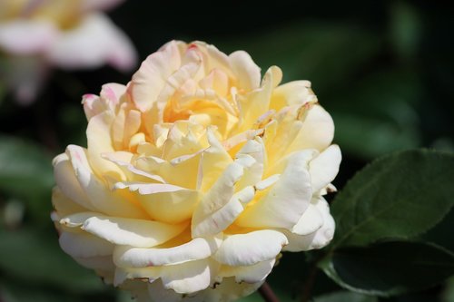 rose  yellow  white