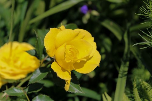 rose  flower  the background