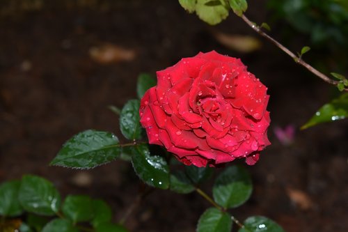 rose  flower  red