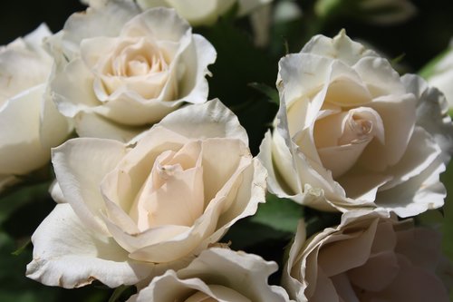 rose  white rose  love