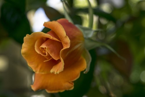 rose  nature  flowers