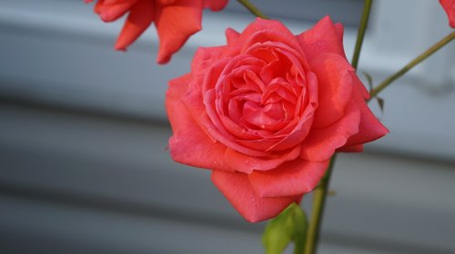 rose  bloom  flower