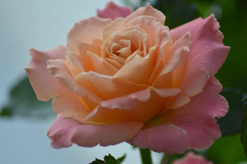 rose  flower  miss piggy