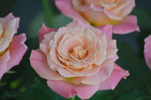 rose  flower  miss piggy