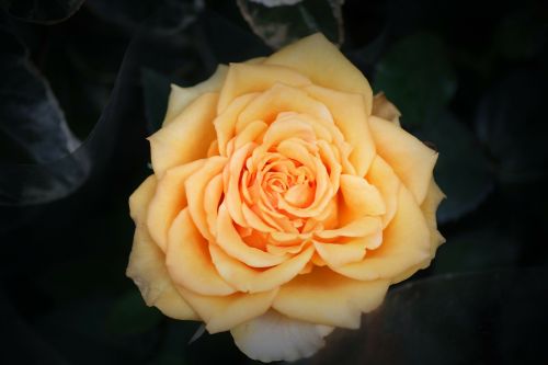 rose close flower