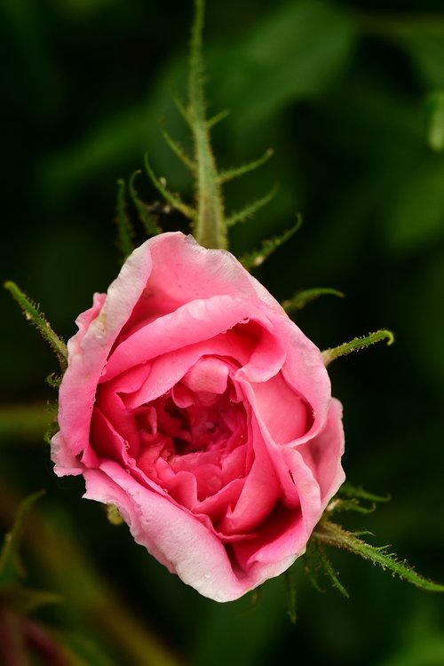 rose  wet  flower