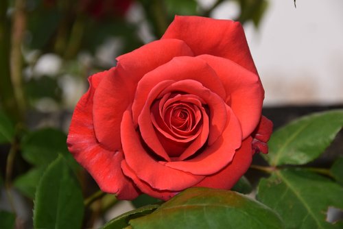 rose  bloom  red