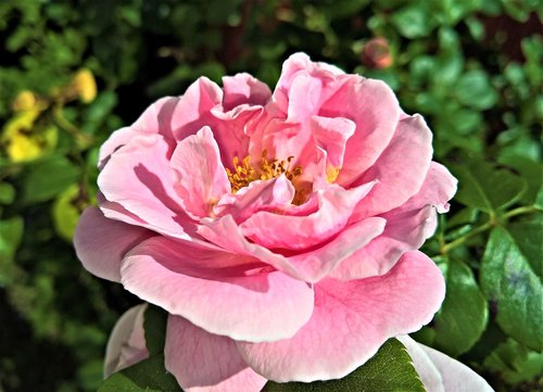 rose  climbing rose  flower