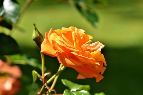 rose  rose bloom  pale yellow rose
