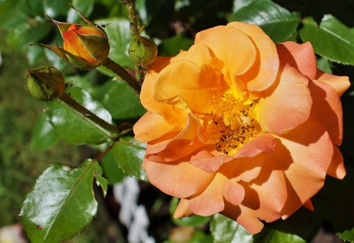 rose  rose bloom  bee