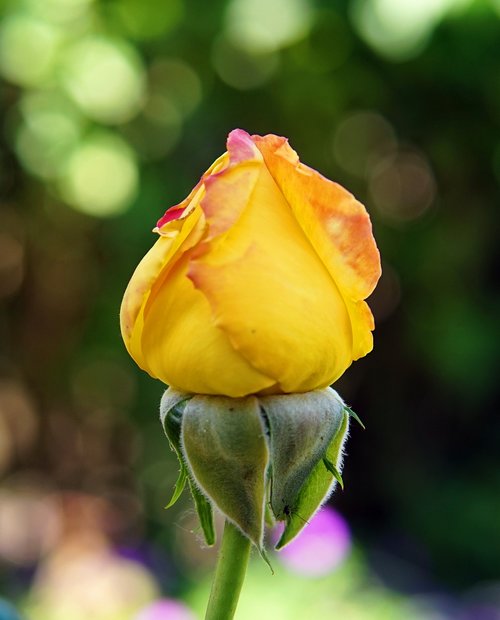 rose  yellow  rose bloom